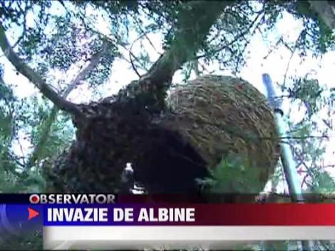 Invazie de albine in Timisoara