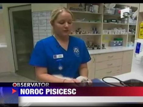 Pisica spalata in masina automata