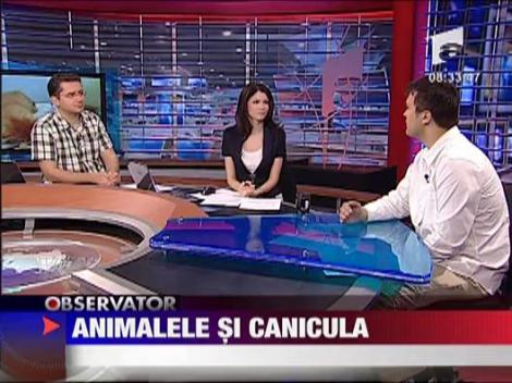 Animalele si canicula