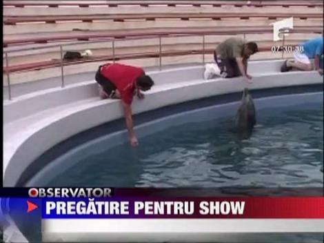 Pregatire pentru show! Delfini vedeta la Constanta!