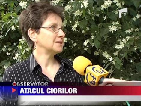 Educatoare atacata de ciori