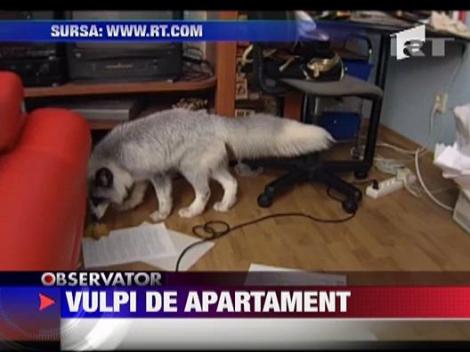 Cel mai tare animal de casa: vulpea de apartament