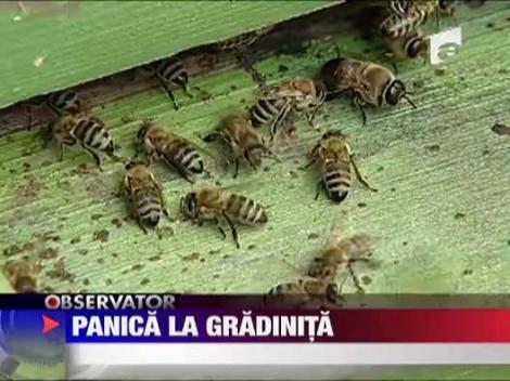 Panica la gradinita din cauza albinelor