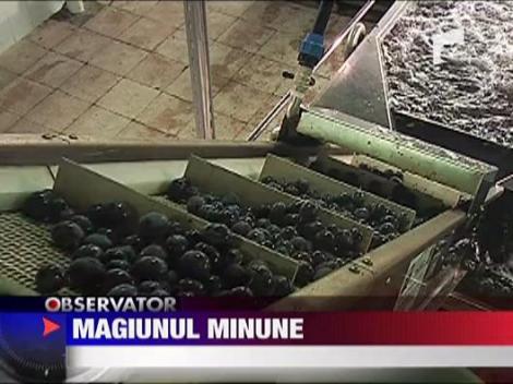 Magiunul de Topoloveni, premiant in Europa