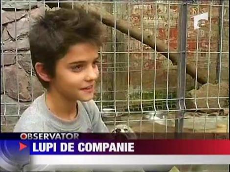 Lupi de companie