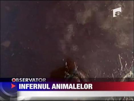 Infern al animalelor