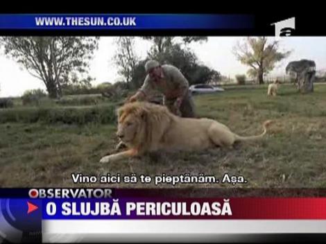 Sedinta de masaj pentru "domnul Leu"