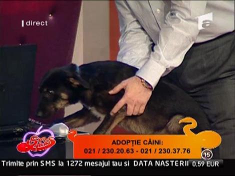 Corneliu Vadim Tudor ofera spre adoptie 3 caini vedeta!