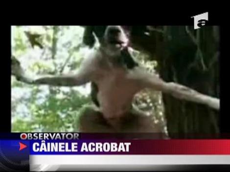 Cainele acrobat