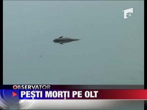Pesti morti pe Olt