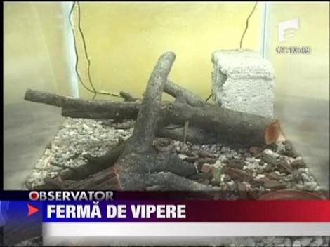 Ferma de vipere! 6000 de Euro pentru 15 vipere