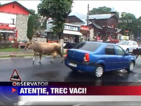 Atentie, trec vaci!