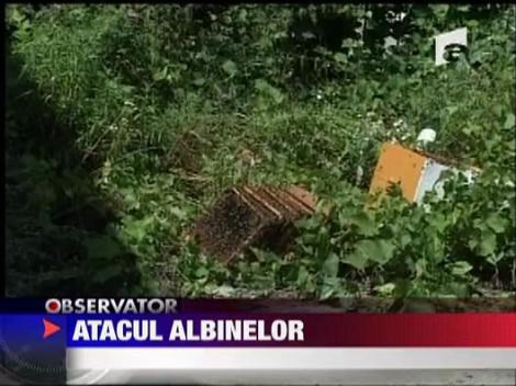 A murit dupa ce a fost intepat de albine