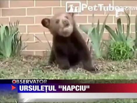 Ursuletul "Hapciu"