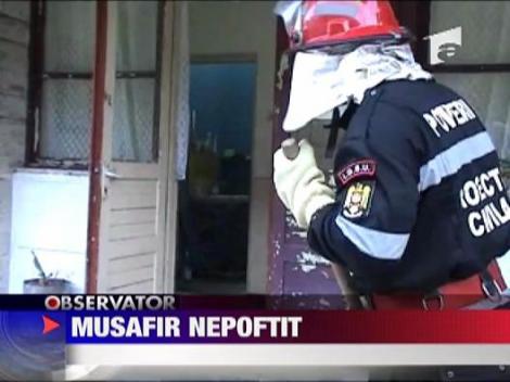 Musafir nepoftit! Sarpele din halta!