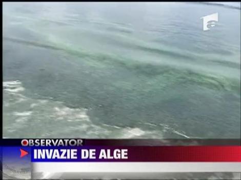 Invazie de alge pe litoral