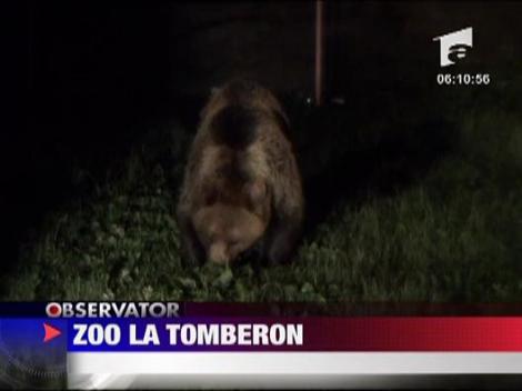 Ursi pe strazii in Busteni