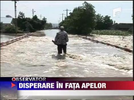 Disperare in fata apelor