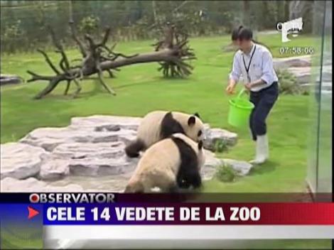 14 ursi panda gigant  vedete in Shanghai