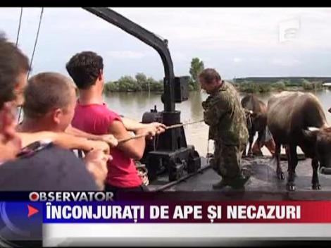 Inconjurati de ape si necazuri