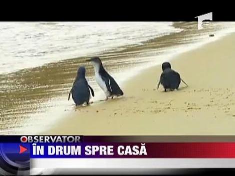 Pinguini in drum spre casa