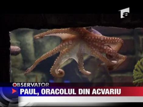 Paul, oracolul din acvariu amenintat cu tigaia