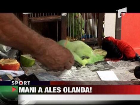 Papagalul Mani a ales Olanda