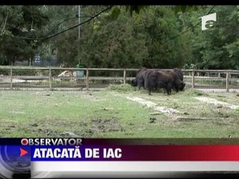 Atacata de iac!
