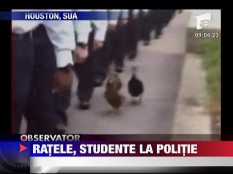 Ratele, studente la politie