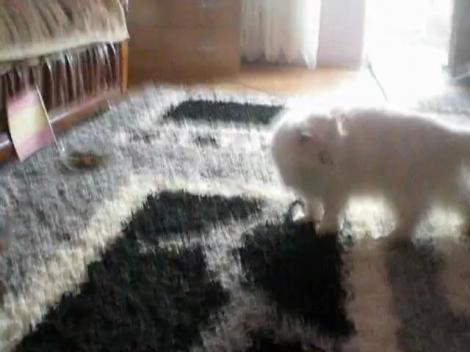 VIDEO! Caracatita Paul are concurenta in Romania