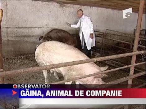 Gaina, animal de companie