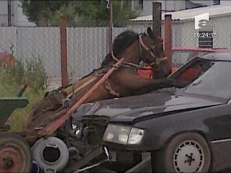 Poza zilei: calul din parbriz