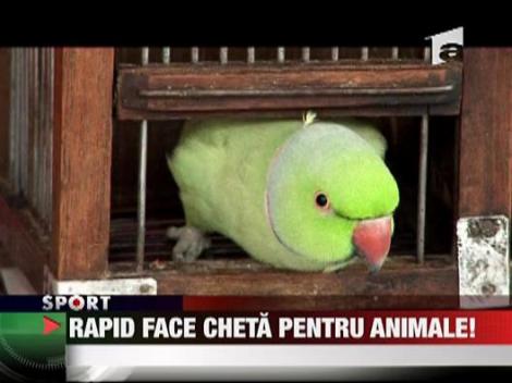 Rapid face cheta pentru animale!
