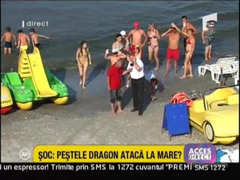 Feriti-va de pestele dragon, foarte veninos!