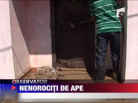 Nenorociti de ape