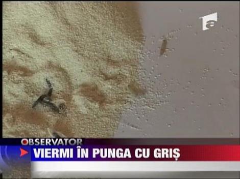 Viermi in punga cu gris
