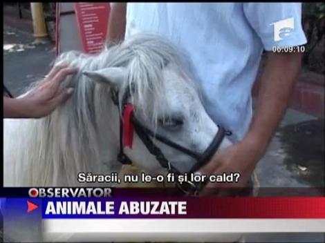 Animale abuzate pentru turism