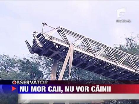 Un caine si-a salvat... calul de la moarte!