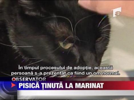Pisica tinuta la marinat