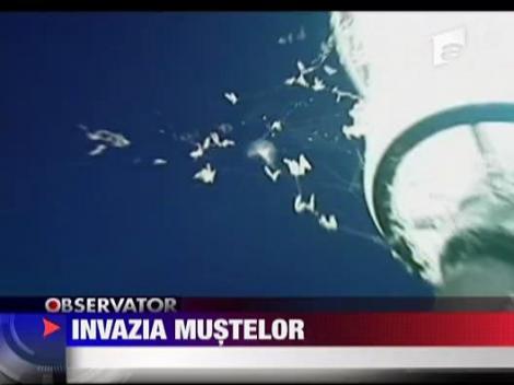 Invazia mustelor