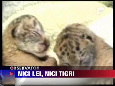 Nici lei, nici tigri