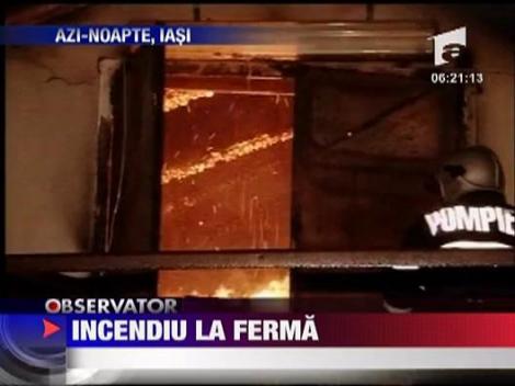 Incendiu devastator la o ferma de gaini din Iasi