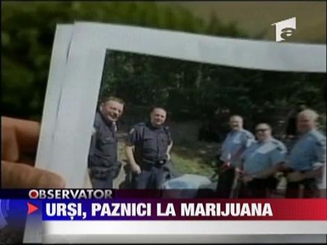 Ursi, paznici la marijuana