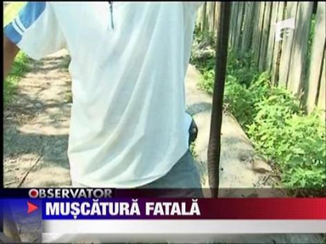 Un muresan a murit muscat de o vipera