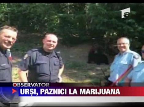 Ursi, paznici pe o plantatie de marijuana