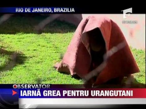 Iarna grea pentru urangutanii din Brazilia