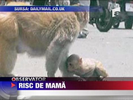Risc de mama