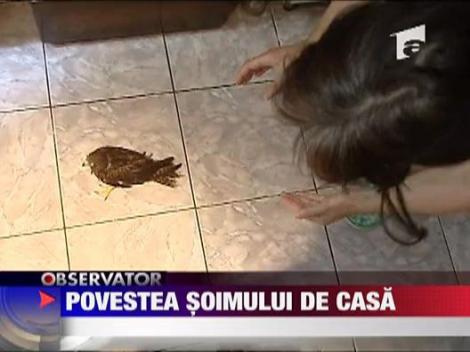 Povestea soimului de casa
