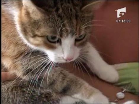 Cu pisici si catei in vacanta