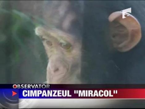 Cimpanzeu "miracol"